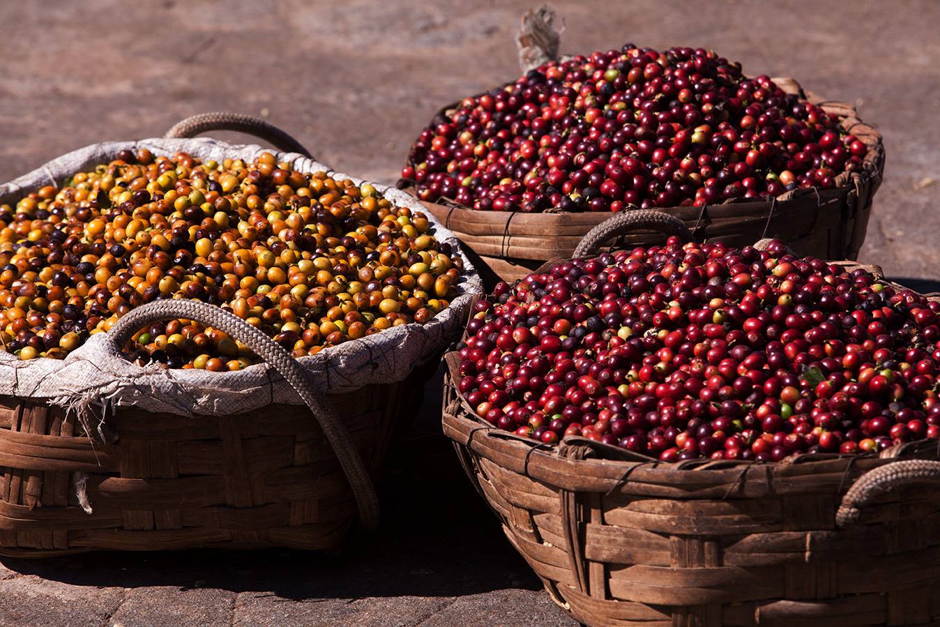 Brazil Medium (Coffee Subscription)