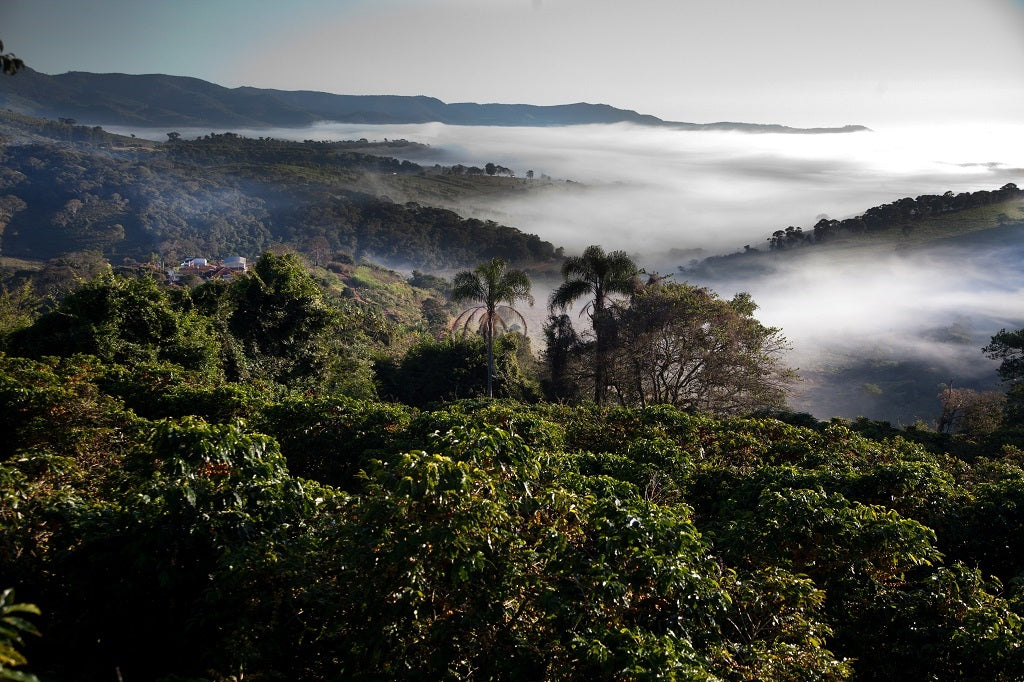 Brazil Light (Coffee Subscription)